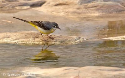 Grey Wagtail