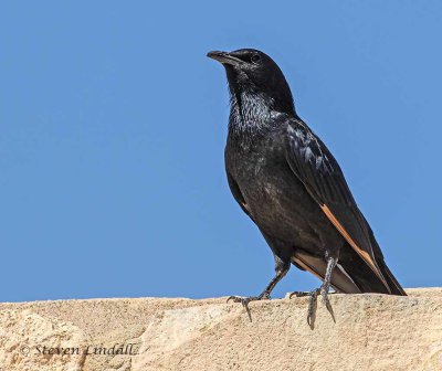 Tristrams Grackle