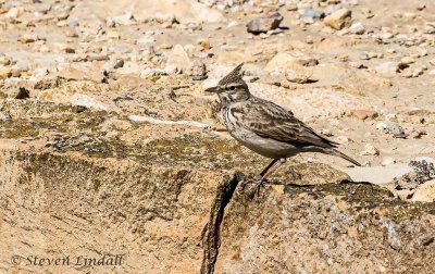 Crested Lark