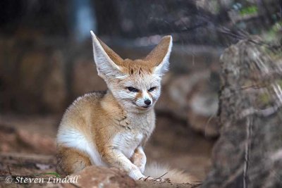 Fennec Fox