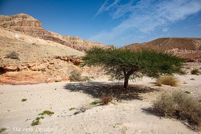 Acacia in a Wadi