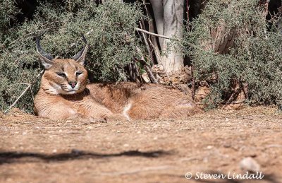 Caracal