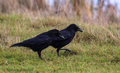 Carrion Crows