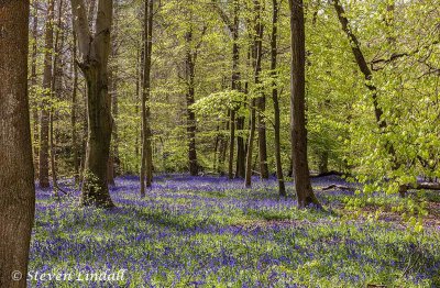 Whippendell Wood