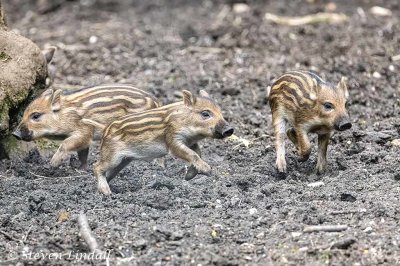 Baby Boars