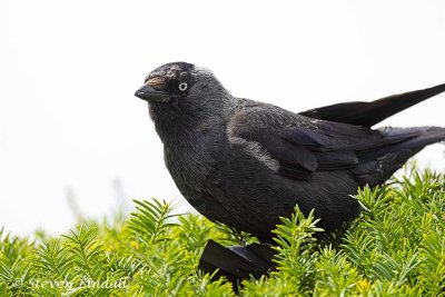 Jackdaw