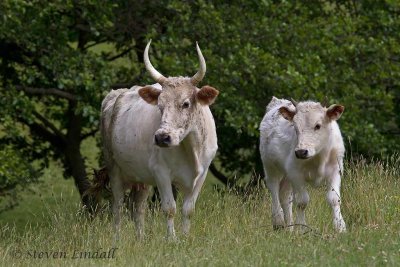 Chillingham Cattle