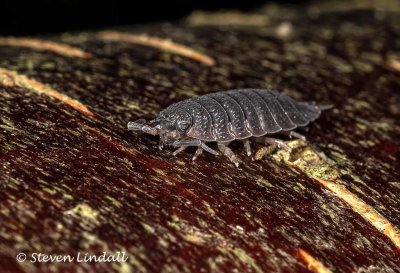 Oniscus asellus Common Shiny Wood Louse 