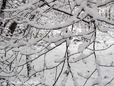 Snow on the Twigs