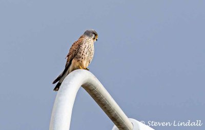 Kestrel (male)