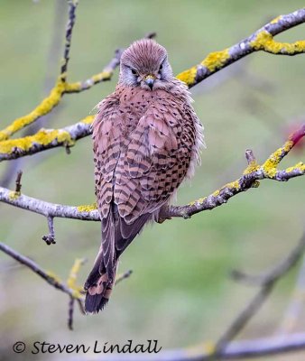 Kestrel