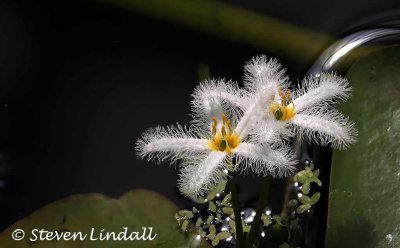 Water Snowflake (nymphoides indica)