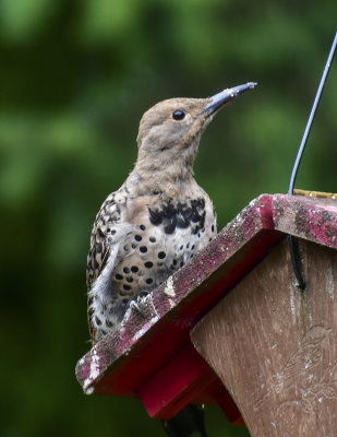 Birds and Things