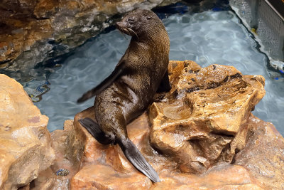 South American Fur Seal