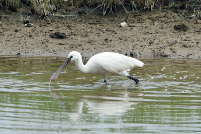 Eurasian Spoonbill (白琵鷺)