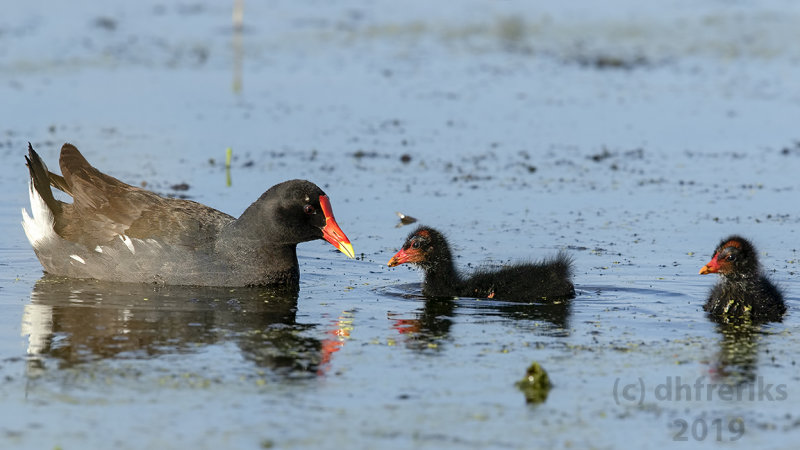 CommonGallinuleHoricon2019b.jpg