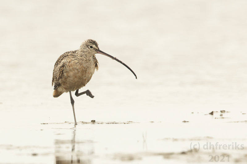 LongBilledCurlew3.17.21a.jpg