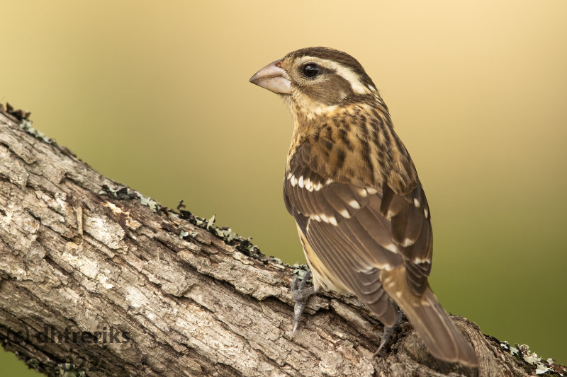 RosebreastedGrosbeakIndianola6.6.22i.jpg