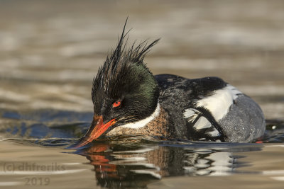 Red-breastedMergansermale2019e.jpg