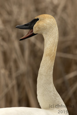 TrumpeterSwanHoricon2019a.jpg