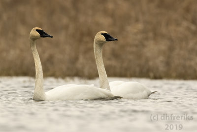 TrumpeterSwanHoricon2019c.jpg