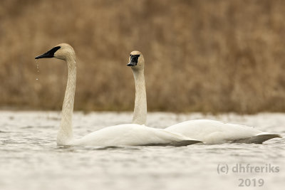 TrumpeterSwanHoricon2019d.jpg