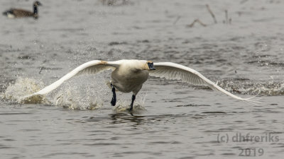 TrumpeterSwanHoricon2019g.jpg