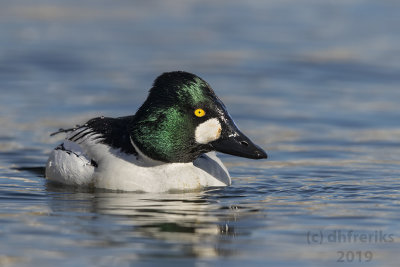 CommonGoldeneye2019d.jpg