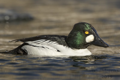 CommonGoldeneye2019e.jpg