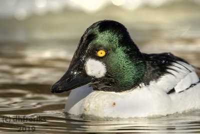 CommonGoldeneye2019g-Recovered.jpg