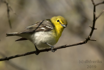 YellowthroatedVireoGrantPk2019a.jpg