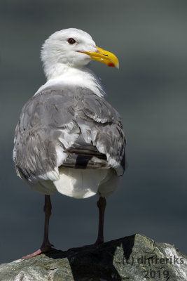 GlaucouswingedGullWashington2019b.jpg