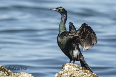 PelagicCormorantWashinton2019a.jpg