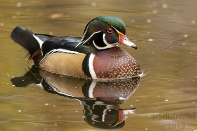 WoodDuckHeckrodt2019a.jpg