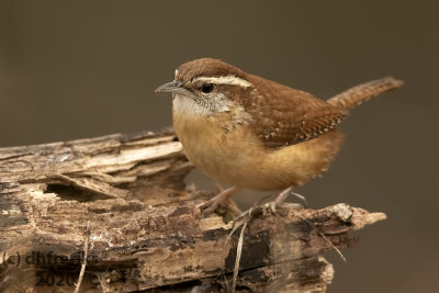 CarolinaWrenMcAlester2020c.jpg