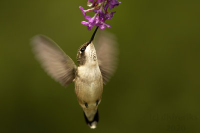 RubyThroatedHummingbirdMcAlester2020b.jpg