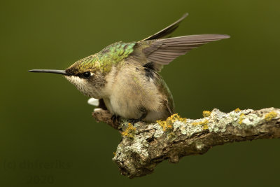 RubyThroatedHummingbirdMcAlester2020f.jpg