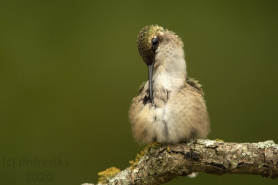 RubyThroatedHummingbirdMcAlester2020i.jpg