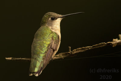 RubyThroatedHummingbirdMcAlester2020q.jpg