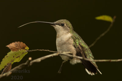 RubyThroatedHummingbirdMcAlester2020r.jpg