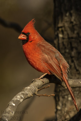 NorthernCardinalMcAlester2021b.jpg