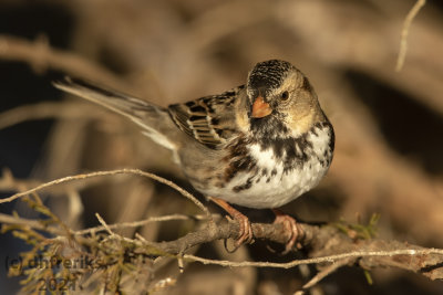 Harris'sSparrowMcAlester2.20.21d.jpg