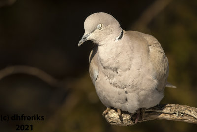 EurasianCollaredDoveMcAlester2.20.21a.jpg