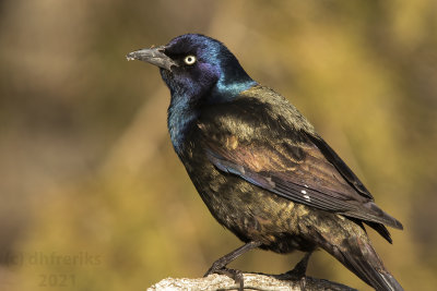 CommonGrackleMcAlester2.20.21a.jpg