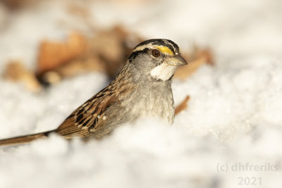 WhitethroatedSparrowMcAlester2.20.21h.jpg