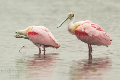 RoseateSpoonbillTexas3.17.21a.jpg