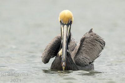 BrownPelicanTexas3.19.21a.jpg