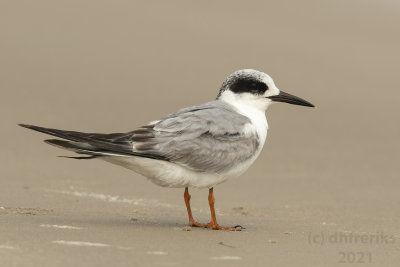 Forester'sTern3.17.21a.jpg