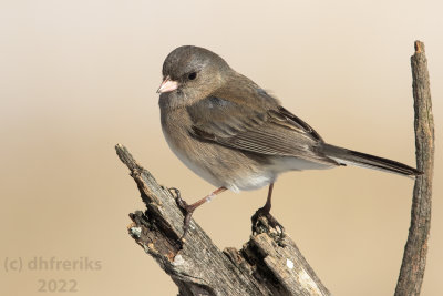 DarkEyedJuncoIndianola2.17.22k.jpg