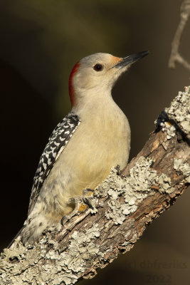 RedBelliedWoodpeckerIndianola2.18.22g.jpg